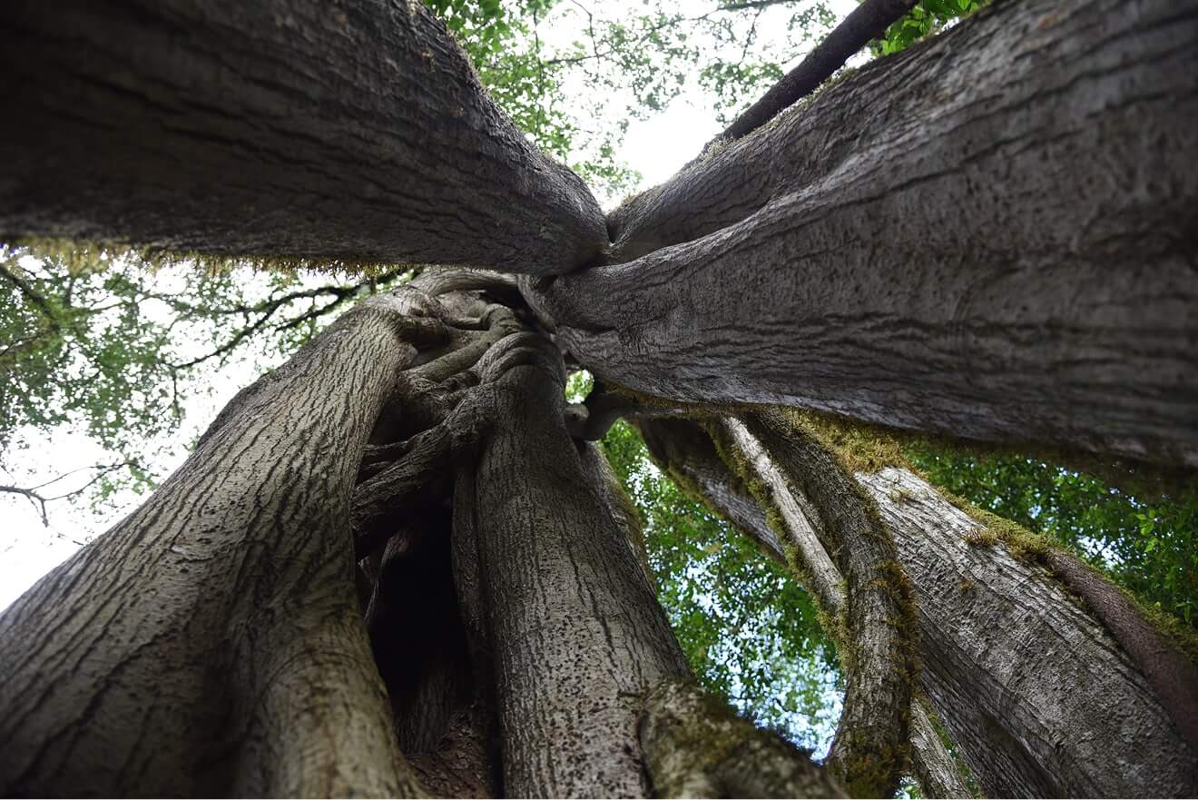 Revolución verde en la construcción: una empresa invierte en la protección de 50.000 hectáreas de selva en Salta - Imagen 2