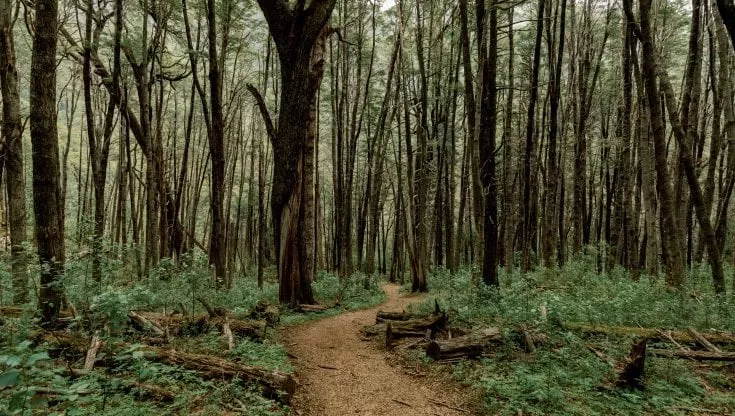Revolución verde en la construcción: una empresa invierte en la protección de 50.000 hectáreas de selva en Salta