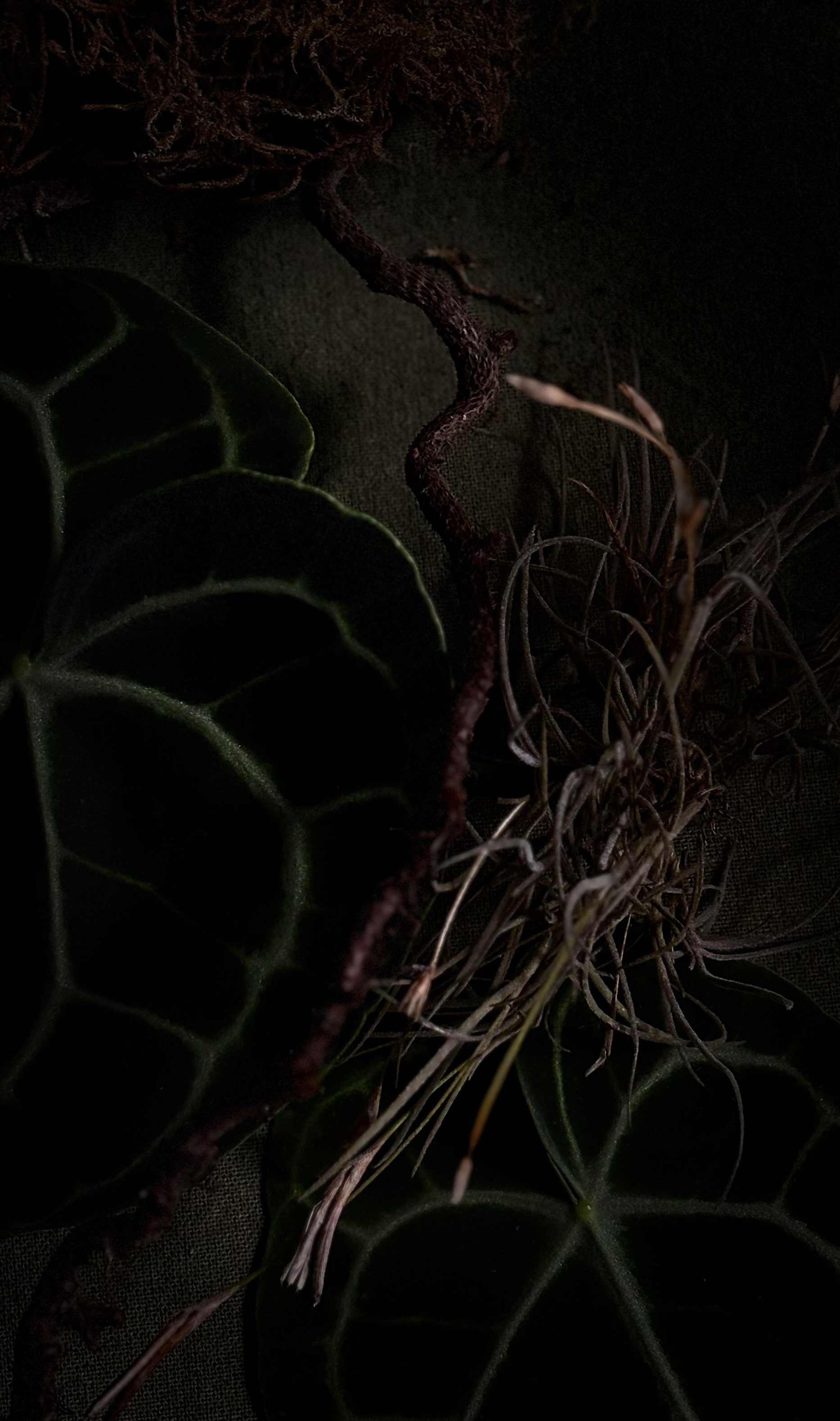 Metamorfosis del jardín: una exposición transforma el Centro Cultural MATTA en un territorio vivo  - Imagen 6
