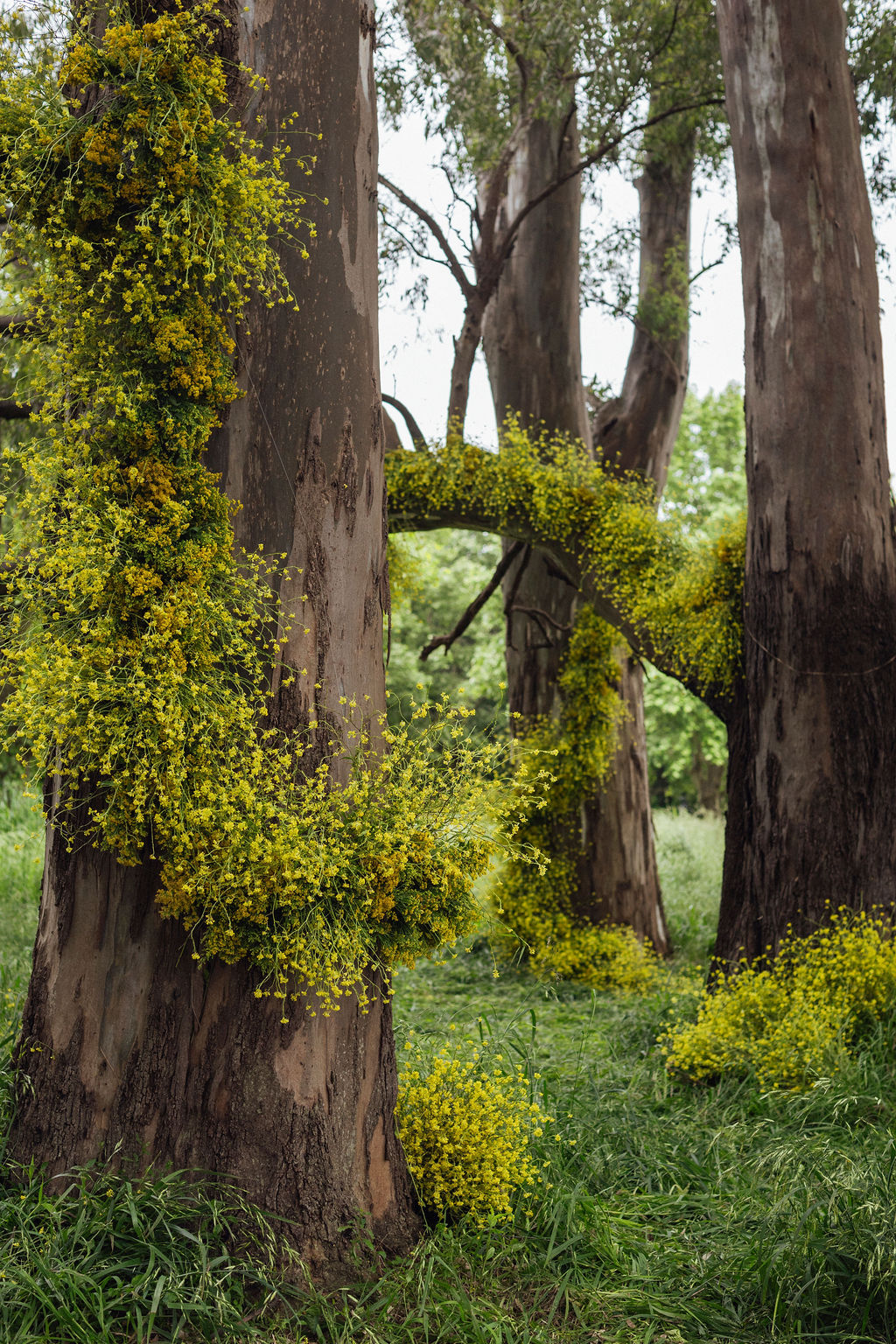 Metamorfosis del jardín: una exposición transforma el Centro Cultural MATTA en un territorio vivo  - Imagen 7
